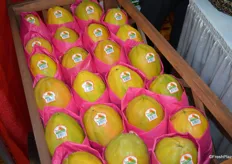 Beautiful display of Maradol papayas at the Caraveo booth.